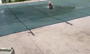 Me No in Trouble, Me Having Fun