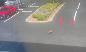 Caught Leaving Work Early