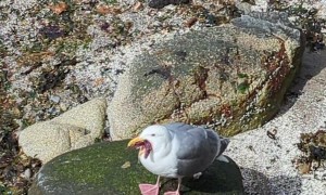 Seagull Snacks on a Starfish