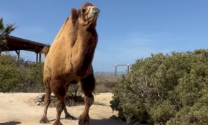 Take Care of My Friend Until I Return