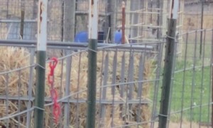 Eagle and Duck Hanging Out Next to Each Other