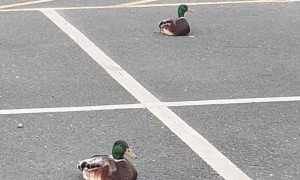 Quack Parking