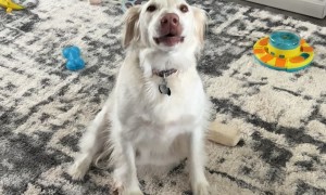 Thor Airs His Grievances and Yaps About His Day