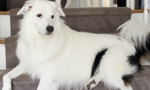 Blind Dog Barks at Deaf Dog