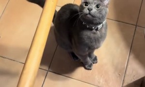 Cat Transforms Broom Into Mop