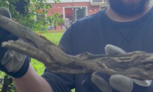 Stick Nation Check Out This Dragon Stick