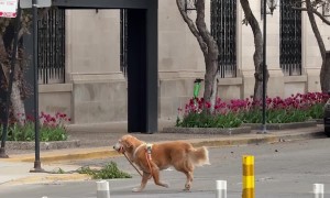 Golden Retriever Walks Himself in Chicago