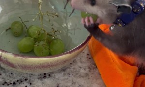 Pastrami the Baby Opossum Stole a Grape