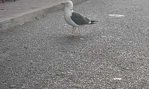 Seagull With Arrow Through It's Neck