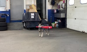 Pepper Hits a Backhand Home Run