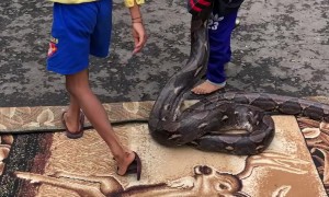 Kids Carry Massive Python