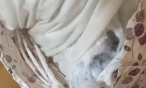 Puppies Prefer Sleeping In Pillow