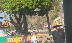 Diving Out of the Way From a Bird Attack