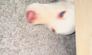 Surprising Dog With a Bark