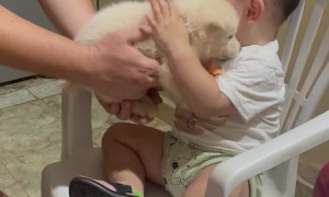 Boy Takes Food Out of His Mouth and Gives It to the Puppy