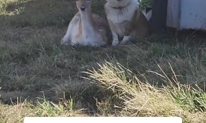 Corgi's Best Friend Is Little Deer