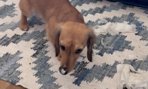 Garbage-Digging Dachshund Freezes in Guilt