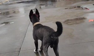 Happy Pink Puppy Bounces Away