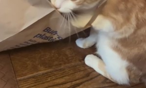 Orange Kitten Wears Bag Necklace