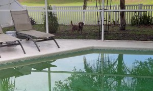 Excited Pup Zooms Into Screen Door