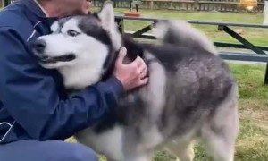 Happy Husky Humps Pub Patron