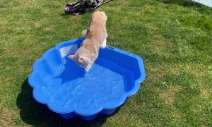 Maine Coon Splashes in Paddling Pool