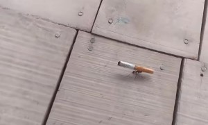 Ant Carries Cigarette Butt
