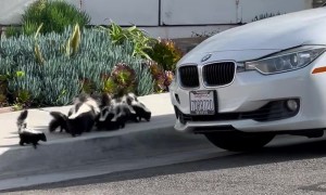 Skunk Family Conquers Sidewalk Curb