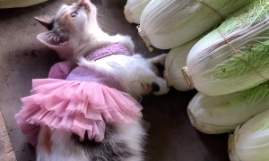 Ballerina Kitten At The Market