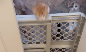 Kittens Climb Over Baby Gate