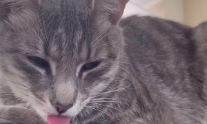 Cat Falls Asleep With Tongue Out
