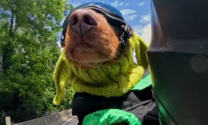 Motorcycling Doxie Has Teeth Whipped By Wind