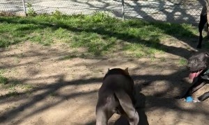 Crust the Rescue Dog Swinging Around