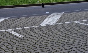 Corvid Moves Trash To Roadside Grass