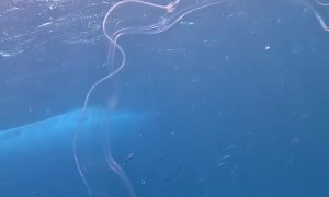 Amazing Translucent Sea Creature