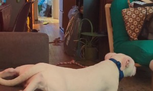 Fred Is Ready for Bed