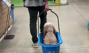 Looking for a Spoiled Dog, Does Anyone Seen Him?