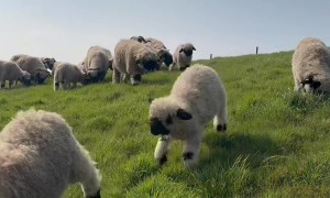 Valais Black Nose Sheep