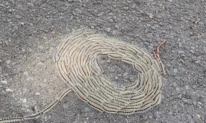 Caterpillars Found Under a Tree on a Sunny Day