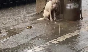 Sad Dog Left in the Rain