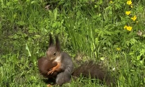 Red Squirrel Kitten Rescue After Crow's Assault
