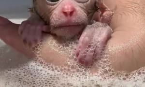 Baby Monkey Takes a Bath
