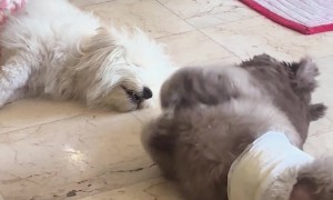 My Dog Inviting My Other Dog to Play