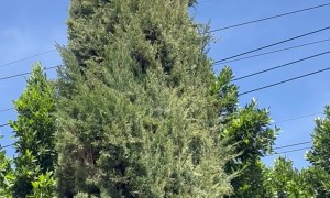 Dog Rescued From Treetops