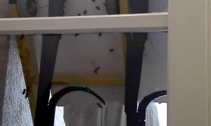 Swarm of Bees at the Neighbor's House