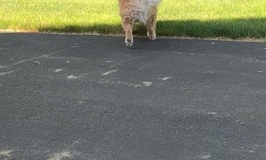 Golden Doesn't Like When the Grass Is Wet