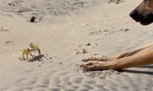 Dog and Crab Play Fighting