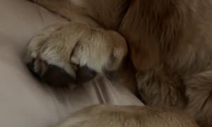 Our Little Sleeping Musician