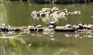 Turtles Strike Balanced Pose