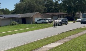 Horse Trots Down Neighborhood Street